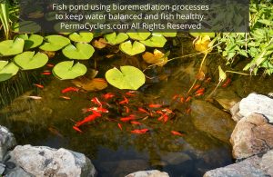 Fish pond using bioremediation processes to keep water balanced and fish healthy
